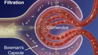 II  Sistema Urinário  Formação da Urina [upl. by Mccarty]