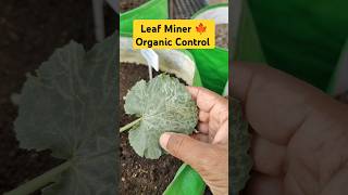 leaf miner ko control karne ke upay gardening leafminer control pesticides organic [upl. by Hildegarde631]