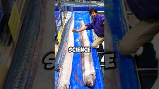 Can Oarfish Predict Earthquakes shorts facts trending [upl. by Atsirhc677]