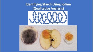 Identifying Starch Using Iodine test Qualitative Analysis [upl. by Mariande934]