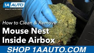 How to Clean and Remove a Mouse Nest Inside Air Box in your Car [upl. by Selma]