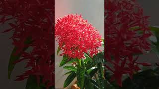 Ixora Flowers  Rubiaceae Family plantscience4u [upl. by Keare]