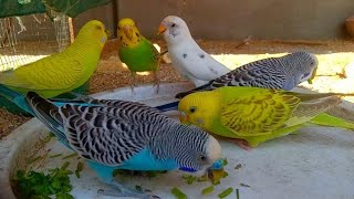 Budgies parakeets ❤️Beautiful Budgies Budgies sounds [upl. by Ominorej157]