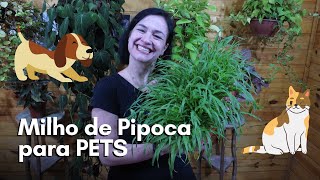 Milho de Pipoca  A planta PERFEITA para o seu PET [upl. by Arvonio]