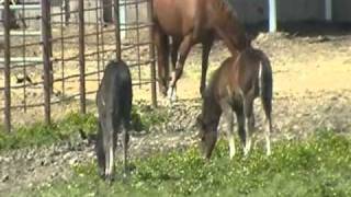 Observing Baby Horses Behavior foals in New Herds  Rick Gore Horsemanship [upl. by Goldy]