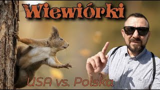 USA vs Polska  Wiewiórki [upl. by Giess605]