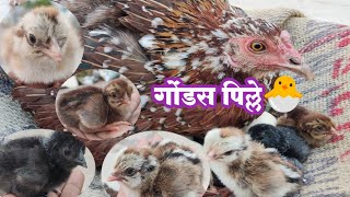 भर उन्हाळ्यात कोंबडी ला झाली पिल्ले 🐣 रिझल्ट बघा 🤩 [upl. by Bois]