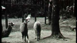 Dierentuin Artis 1958 [upl. by Sokem]