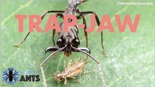 TRAPJAW ANT  Odontomachus  Catching caring and making the TrapJaw setup [upl. by Ayim]