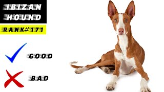 Ibizan Hound Pros And Cons [upl. by Tobias176]