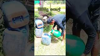 පිරිසිදු පොල් රා 🍯🍹food facts funny nature coconut arrack trending shortsvideo sl [upl. by Hendrix752]