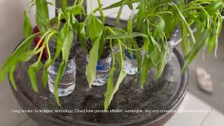 Cloud FarmHydroponic Vagetables Kelompok 2 [upl. by Eglanteen]