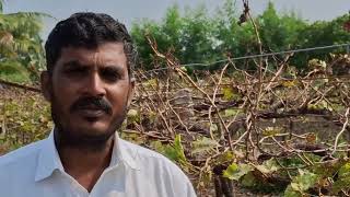 quotDormexquot ll Mixing process ll Grapes information ll video india vijayapur grape [upl. by Kasper]