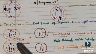 Meiosis Tamil [upl. by Enoj]