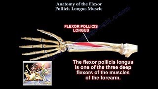 Anatomy Of the Flexor Pollicis Longus Muscle  Everything You Need To Know  Dr Nabil Ebraheim [upl. by Anoed]