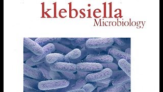 Klebsiella  Microbiology  K pneumonia  Bacteria [upl. by Faus]