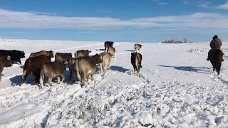 Compilation of working our Braunvieh cattle on a winters day relaxing video [upl. by Nilhtac]