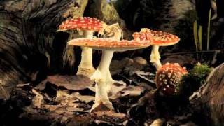 Fly Agaric toadstool growing timelapse [upl. by Eba519]