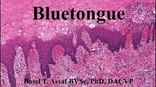 Bluetongue Disease مرض اللسان الأزرق بالعربي [upl. by Seroka]