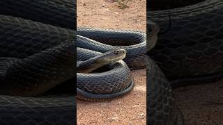 HUGE Coastal Taipan  3rd Most Venomous snake snakes snakevideo reptile reptiles shorts [upl. by Esiuolyram]