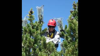 Foresters aim to make Whitebark pine more resistant to insects and diseases in MontanaDakotas [upl. by Lapides]