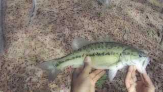 Catching bass with zoom trick worm [upl. by Lek282]