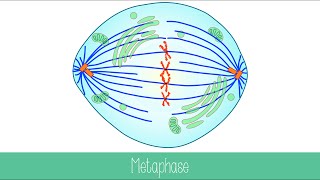 Mitosis and Cytokinesis [upl. by Butta407]