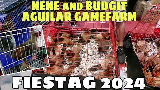 FIESTAG 2024  NENE and BUDGIT AGUILAR GAMEFARM  BALERIANS GAMEYARD [upl. by Nielsen725]