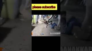 Elephant attack on humans in mela Elephant nature trending shorts reels [upl. by Erving]