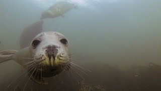 quotThe Grey Selkie of Sule skerryquot sung by Maz OConnor with the Grey seals of the UK [upl. by Nysa]