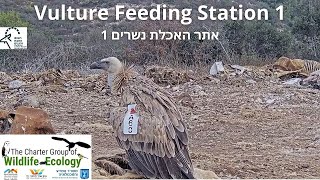 LIVE Vulture Feeding Station CAM 1Israel Nat and Parks AuthThe Charter Group of Wildlife Ecol [upl. by Mukul689]