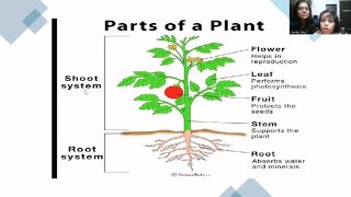 Parts of plants  Plant Parts and Functions Root amp Shoot System of Plants EVS Olympiad Class1 amp 2 [upl. by Aubyn]