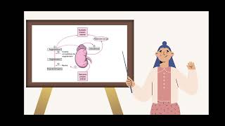RENINAANGIOTENSINAALDOSTERONA EXPLICACION FACIL EN CINCO MINUTOS 😱😱😱 [upl. by Eramat]