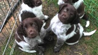 Rustic Bridge Kennels Small Munsterlanders Litter A [upl. by Cronin]