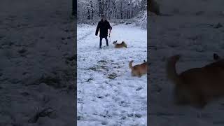 Like si amas la nieve dog pets corgis snow nieve dogshorts doglover dogs germany [upl. by Ayhtak]