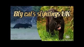 Big Cat sightings UK 2023 [upl. by Ahtamas]