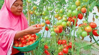 Cara Menanam Tomat di Rumah Sangatlah Mudah [upl. by Harlene]