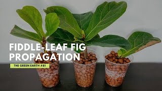 81 How to Propagate FiddleLeaf Fig from Cuttings Ficus Lyrata Propagation  Indoor Plants [upl. by Kalina]