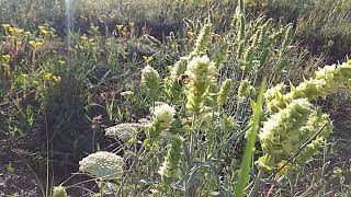 Greek mountain tea sideritis Scardica with our bees They love it [upl. by Gordan]