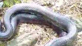 Black Snakes Mating [upl. by Magdalene]