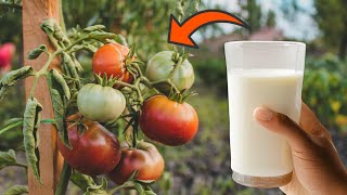 Easy Homemade Tomato Plant FertilizerBooster [upl. by Olimreh679]