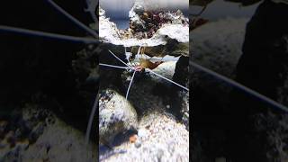 Cleaner shrimp [upl. by Nabalas]