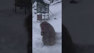 Japanese Snow ❄️ Monkeys 🐒 japan travel snow winter [upl. by Belshin]