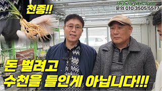 615편 내 손으로 두화의 중투화를 직접피워 대상 받아 보고파서입니다｜본전이 안되도 상관없어요 대상 도전 만으로 그 값은 충분하니까요 [upl. by Elvie]