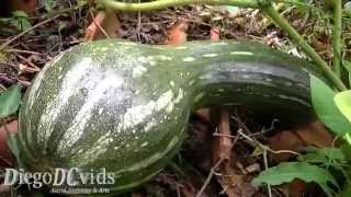 Cucurbita moschata Cucurbitaceae Abóbora gigante [upl. by Jews]