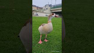 Egyptian goose male calling  Nilgans Männchen ruf Heidelberg [upl. by Ecnatsnok46]