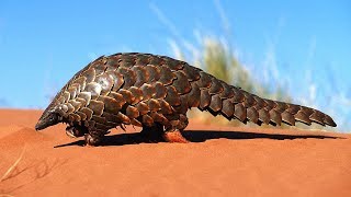 Pangolin  lanimal le plus braconné du monde  ZAPPING SAUVAGE [upl. by Adneral420]