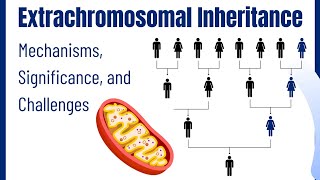 Extrachromosomal Inheritance Characteristics Types Modes Significance Challenges  Genetics 101 [upl. by Enrica]