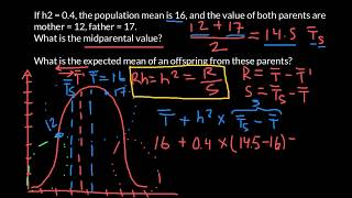 How to find Response to Selection if Narrow Sense Heritability is Known [upl. by Jsandye]