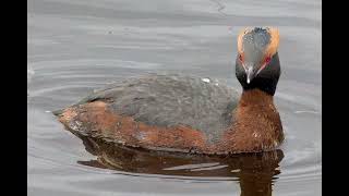 Slavonian Grebe [upl. by Schlesinger]